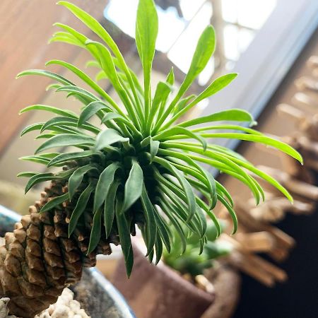 Cactus Inn Міядзакі Екстер'єр фото